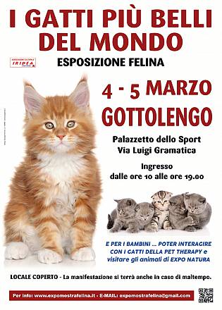 I gatti piu' belli del mondo - esposizione felina